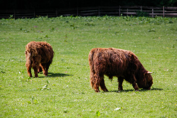 Highland Cows in the Glencoe Scotland Highlands