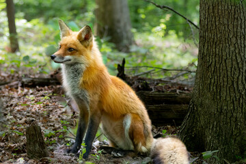 Naklejka premium Red fox in nature