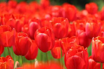 Istanbul tulip: Tulip (Tulipa), common name of bulbous, perennial plant species grown as ornamental plants, forming the genus Tulipa from the lily family, colorful tulips