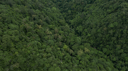 Aerial view forest tree, Tropicla rainforest ecosystem healthy environment background, Texture of green tree forest view from above, Healthy green trees in a forest eoclogical texture and background.