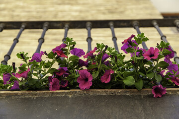 Fototapeta na wymiar Pink geraniums on a balcony