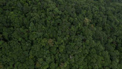 Aerial view forest tree, Tropicla rainforest ecosystem healthy environment background, Texture of green tree forest view from above, Healthy green trees in a forest eoclogical texture and background.