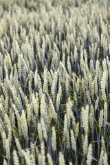 Wheat in the field