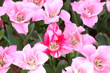 Istanbul tulip: Tulip (Tulipa), common name of bulbous, perennial plant species grown as ornamental plants, forming the genus Tulipa from the lily family, colorful tulips