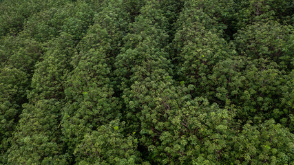Aerial view para rubber tree,rubber tree forest plantation, Top view of rubber latex tree and leaf plantation, Business rubber latex agriculture.