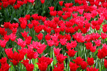 Istanbul tulip: Tulip (Tulipa), common name of bulbous, perennial plant species grown as ornamental plants, forming the genus Tulipa from the lily family, colorful tulips