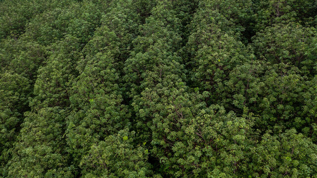 Aerial view para rubber tree,rubber tree forest plantation, Top view of rubber latex tree and leaf plantation, Business rubber latex agriculture. © Darunrat