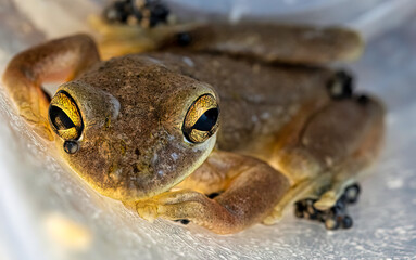 Close up of frog