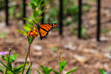 Monarch Butterfly browsing