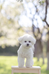 Cute eight month old puppy of bichon frise on the high chair in the park