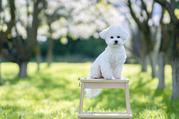 Cute eight month old puppy of bichon frise on the high chair in the park