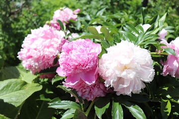 Lady Anna. Peony in the garden. Shot of a peony in bloom works perfectly with the green background. Spring background. Blooming, spring, flora. Flowers photo concept.Greeting cards.