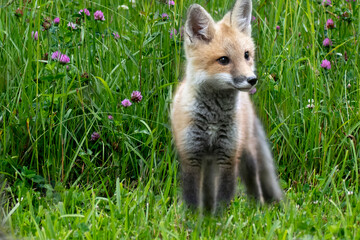Red fox in nature
