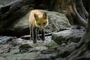Red fox in nature