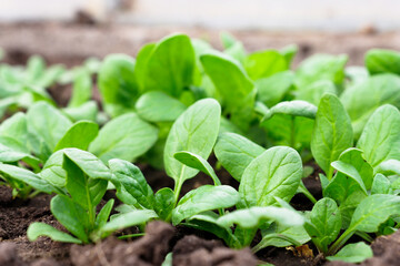 Young spinach leaves close up. Healthy organic vegetarian food grown in the garden.