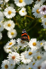 Butterfly on White Flowers
