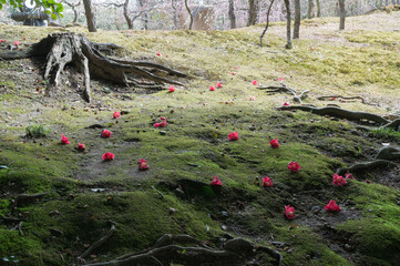 The fallen camellia of Jonangu, Fushimi-ku, Kyoto.