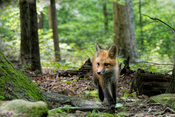 Red fox in nature