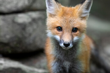 Red fox in nature