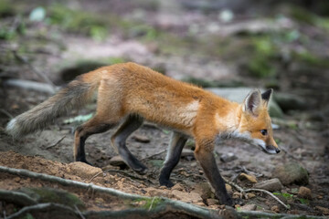 Red fox in nature