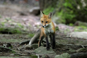 Red fox in nature