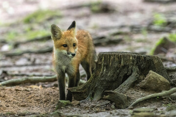 Naklejka na ściany i meble Red fox in nature