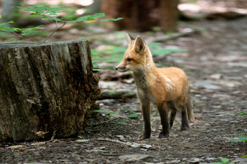 Red fox in nature