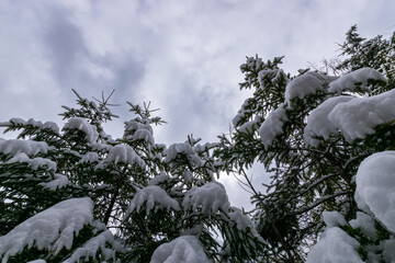 snow covered fir tree