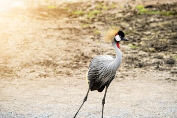 Close up of a beautiful grey crowned- crane bird on a sunny day.