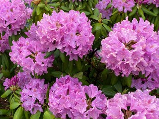 pink hydrangea flowers
