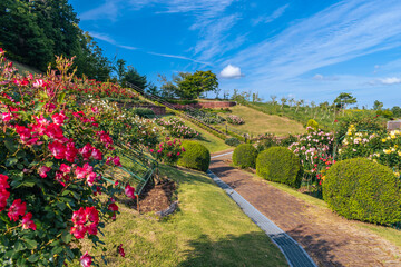 春のバラ園の風景