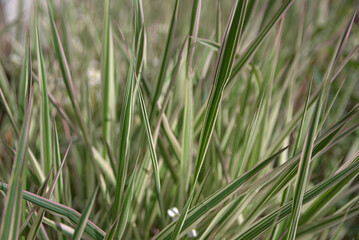 Green leaves of ornamental grass. Grass in the garden.