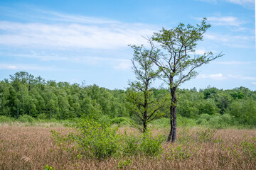 zwei Bäume in der Moorlandschaft und Wald im Hintergrund