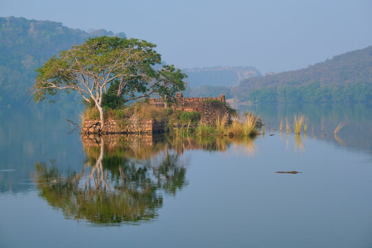 Serene morning on lake Padma Talao. Crocodiles floating. Tree and ruins are reflected in mirror water. Ranthambore National Park, Rajasthan, India