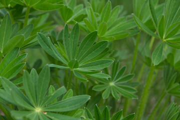 Fototapeta na wymiar Green lupine leaves for background. Greenery in the garden.