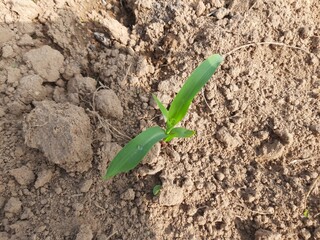Young green corn growing on the field.
corn seedling in morning. 
Maize plant in the field. It is a crop, which is grown as a grain and also cultivated as animal feed. Corn sprout.
