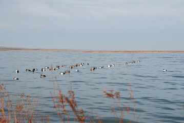 A raft of diving duck decoys 