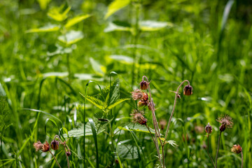 Sumpfpflanze Teichpflanze mit glockenförmiger Blüte Bach-Nelkenwurz Geum rivale