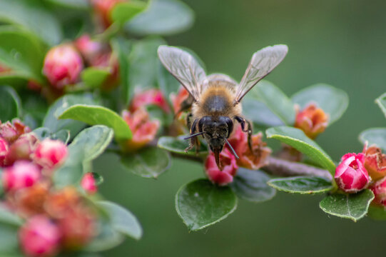 Bee Sitting on a Flower in the Garden