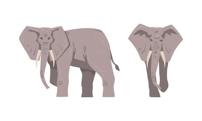 Elephant as Large African Animal with Trunk, Tusks, Ear Flaps and Massive Legs Standing and Walking Vector Set