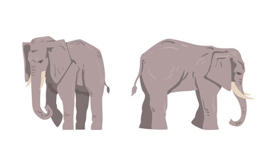 Elephant as Large African Animal with Trunk, Tusks, Ear Flaps and Massive Legs Standing and Walking Vector Set