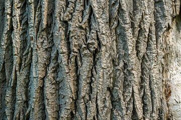 Baumstamm einer Eiche in der Totalen als Hintergrund Eichenrinde