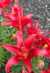 red lily flowers