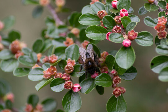 Bee Sitting on a Flower in the Garden