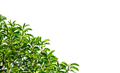Green leaves and branches isolated on a white background