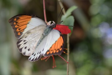 butterfly on a flower