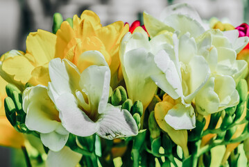 beautiful white and yellow Freesia flowers