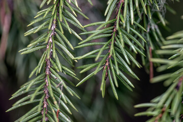 close up of pine needles, bergafjärden,sweden, norrland,sverige