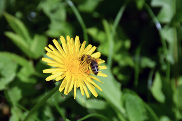 Close-up photograph of a bee on a yellow dandelion plant