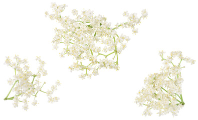 Elder berrie flowers isolated on white background